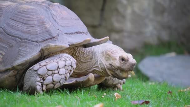 Sköldpaddan Strövar Fritt Naturen Uppmärksam Blick Svarta Ögon Sköldpadda Från — Stockvideo