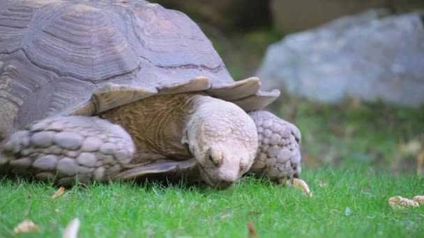 Yeşil Çimenlikteki Büyük Kaplumbağa Büyük Bir Kaplumbağa Yeşil Çimlerle Beslenmeye — Stok video