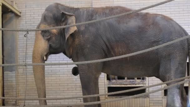 Ασιάτης Ελέφαντας Κλουβί Ελέφαντας Πίσω Από Κάγκελα Ζώο Αιχμαλωσία — Αρχείο Βίντεο