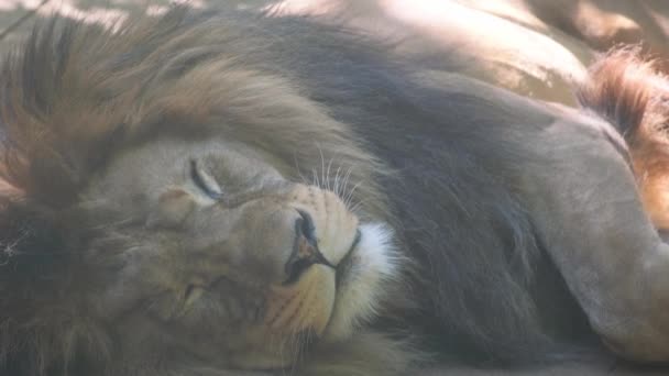 Львы Мирно Спят Солнцем Высококачественные Кадры — стоковое видео