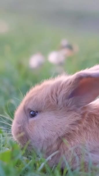 Маленький Кролик Гуляє Відкритому Повітрі Влітку Вертикальне Відео — стокове відео