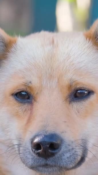 一只漂亮的黄色狗正在看着摄像机 一只狗的特写 垂直录像 — 图库视频影像