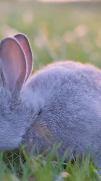 Vacker Grå Kanin Grön Äng Äter Gräs Kanin Fältet Vertikal — Stockvideo