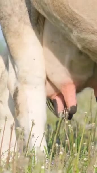 Κοντινό Πλάνο Αγελάδας Που Βόσκει Πράσινο Λιβάδι Γαλακτοπαραγωγή Αγελάδων Κάθετη — Αρχείο Βίντεο