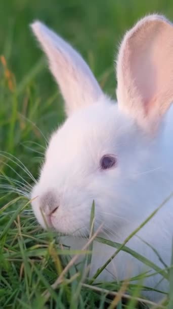 一只白色毛茸茸的兔子坐在绿色的草坪和草地上 夏天的时候 小兔子在绿草上 垂直录像 — 图库视频影像