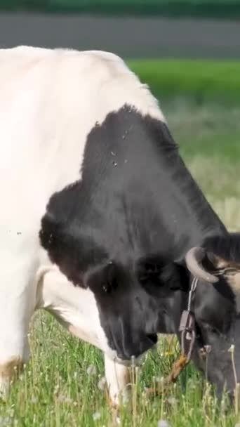 黒い白い牛が牧草地にぶら下がっている 飼育された家畜 農業について ホームファーム バーティカルビデオ — ストック動画