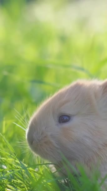 Lindo Conejito Sobre Hierba Verde Primavera Conejo Pascua Jardín Hogar — Vídeo de stock