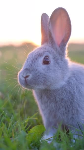 Vertikal Video Försiktig Grå Kanin Betar Gräset Observera Omgivningen Kanin — Stockvideo