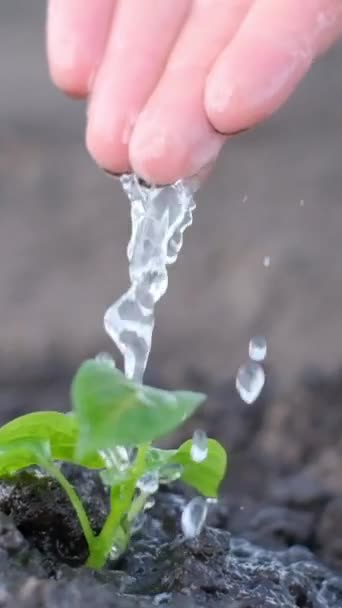 旱季给嫩绿色的植物浇水 农业的概念 生命是发芽的嫩芽 慢动作垂直录像 — 图库视频影像