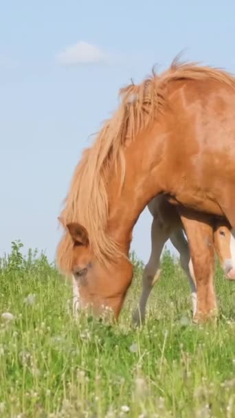 緑の牧草地に平和に馬の家族が集まりました フレームの中の美しい馬 バーティカルビデオ — ストック動画