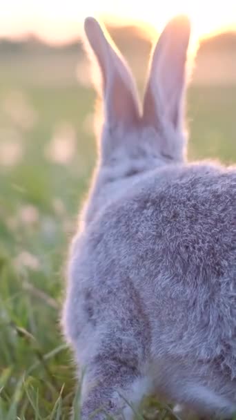 Сірий Кролик Зеленому Лузі Заході Сонця Кролик Зеленому Полі Вертикальне — стокове відео