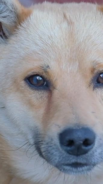 Hond Kijkt Naar Camera Die Met Zijn Staart Kwispelt Slow — Stockvideo