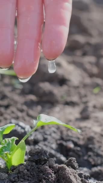 Een Vrouw Geeft Groene Planten Water Met Druppels Water Een — Stockvideo