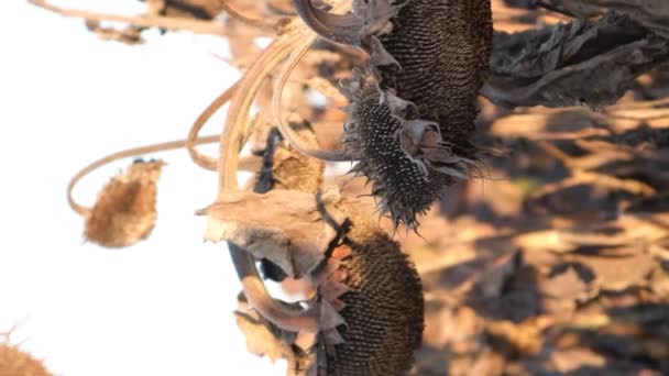 日没時の熟した日差しの花畑 収穫前に乾燥した日光のクローズアップ サンフラワーオイル生産のコンセプト バーティカルビデオ — ストック動画