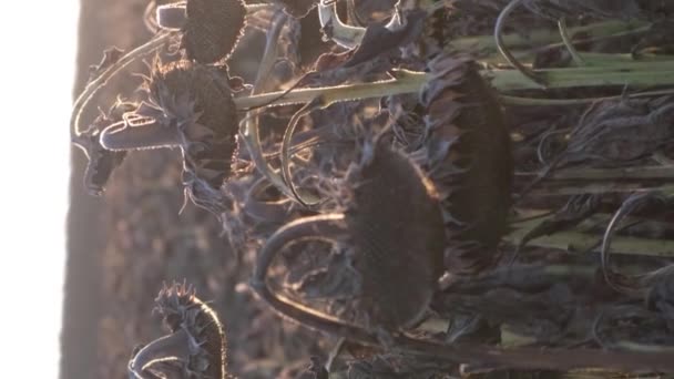 Una Piantagione Girasoli Maturi Sullo Sfondo Del Tramonto Raccolta Agricoltura — Video Stock