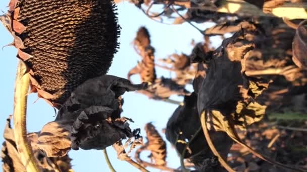 Uprawa Słonecznika Zniszczona Przez Suszę Globalne Ocieplenie Pionowe Wideo — Wideo stockowe