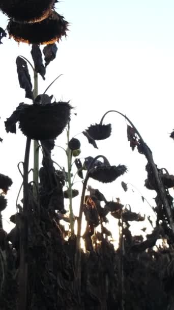 全球暖化和破坏向日葵作物的概念 气候干燥 葵花籽歉收 垂直录像 — 图库视频影像