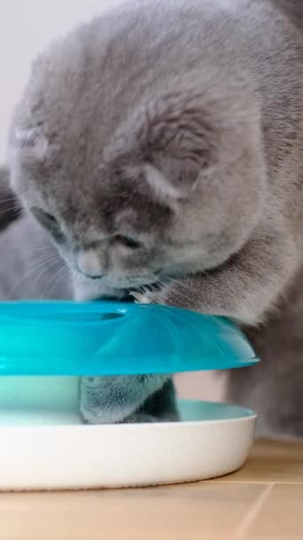 Bedårande Grå Tabby Katt Leker Med Leksak Inomhus Utforska Sällskapsdjur — Stockvideo