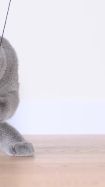 一只苏格兰猫喜欢和老鼠玩耍 一只漂亮的小猫喜欢在家里休息 垂直录像 — 图库视频影像