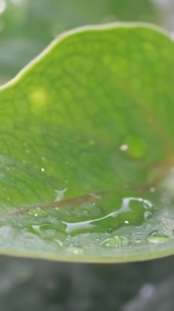 照料家庭植物涉及浇灌家庭花盆 确保适当的植物健康 以及通过园艺做法进行培育 垂直录像 — 图库视频影像