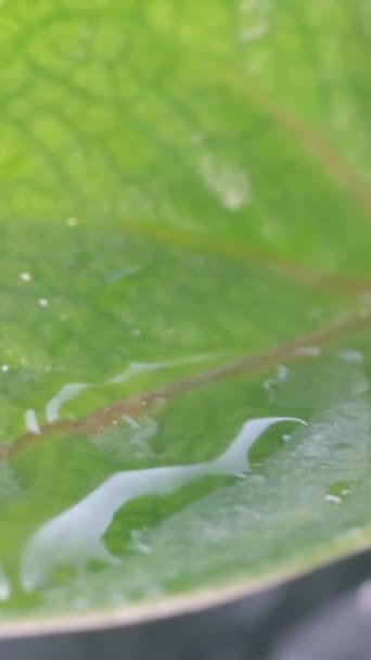洒满水的家庭花盆 照顾室内植物 垂直录像 — 图库视频影像