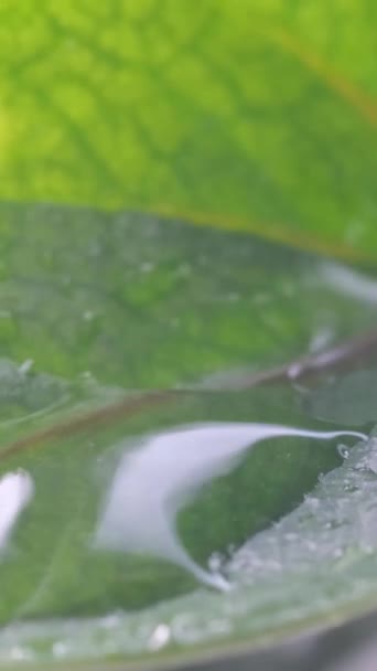 雨水滴落在绿叶上 形成了受自然启发的景象 垂直录像 — 图库视频影像
