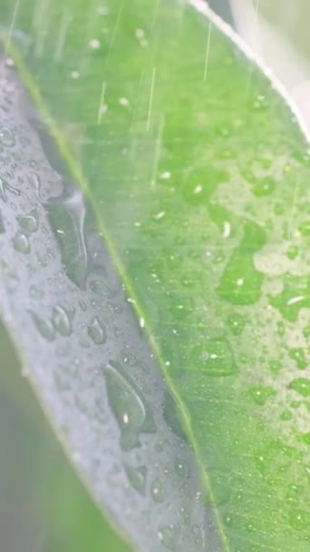 慢动作 用水洒在家里的花盆上 照顾室内植物 垂直录像 — 图库视频影像