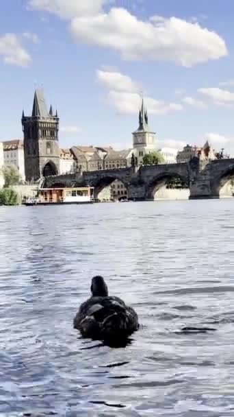 Άγρια Πάπιες Στον Ποταμό Vltava Στην Πράγα Όμορφο Ηλιόλουστο Καιρό — Αρχείο Βίντεο