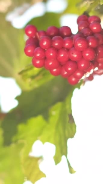 Красивые Ягоды Вибурнума Фоне Солнечных Лучей Красный Вибурнум Ветке Куста — стоковое видео