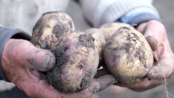 Close Agricultor Maduro Mão Segurando Uma Pilha Batatas Cruas Frescas — Vídeo de Stock