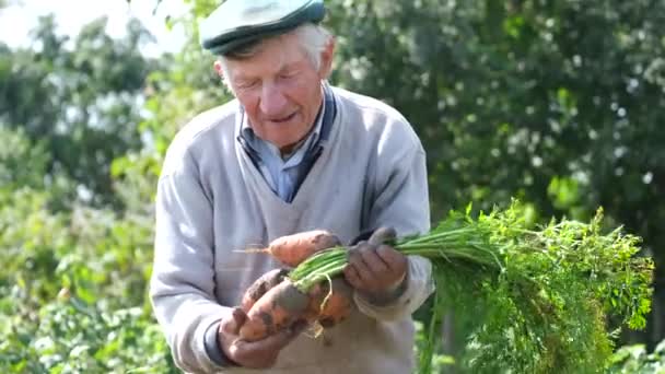 Старший Фермер Мужчина Стоит Поле Держит Свежесобранную Морковь Фермеры Держат — стоковое видео