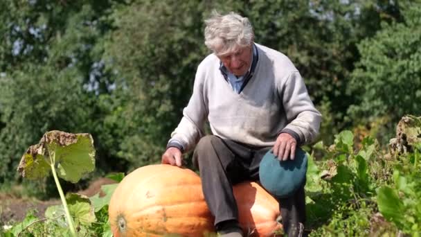 Een Gelukkige Oude Boer Zit Herfstoogst Van Grote Pompoenen Verkoop — Stockvideo