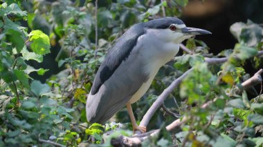 Güzel bir kuş ağaç dalına oturur ve kameranın lensine bakar..