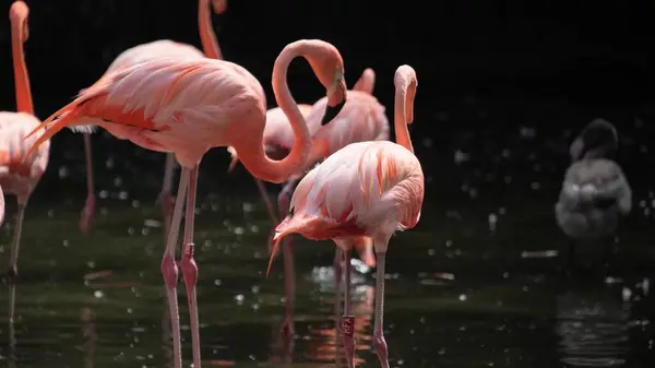 Flamingolar arka planda ağaçlar olan bir göletin kıyısında dururlar. Ormanda vahşi yaşam .