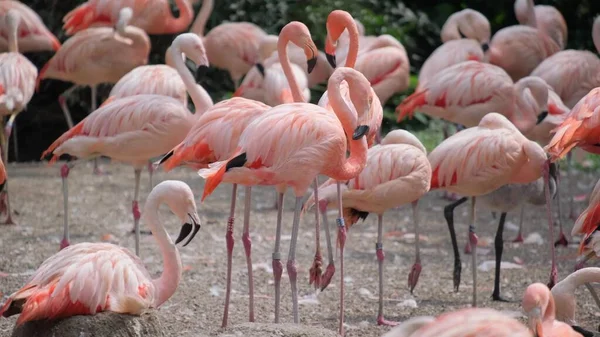 Kuş parkında bir sürü pembe flamingo var. Güzel pembe flamingolar sürülerinin tadını çıkarırlar..