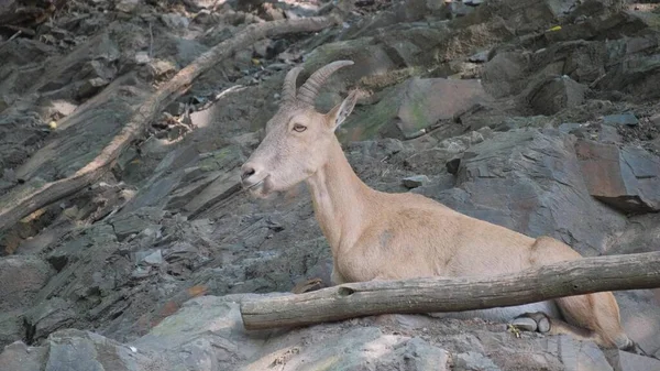Гірські Кози Західному Кавказі Повільний Рух — стокове фото
