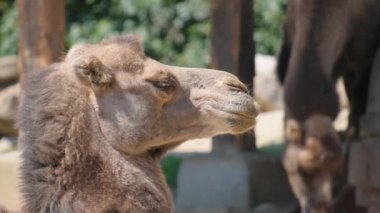 Deve çiğneyen bir yiyeceğin yakın çekimi. İki hörgüçlü bir hayvan çenesini hareket ettirir ve yemek yer. Kahverengi yün ceketli otçul deve. Afrika 'nın vahşi hayvanları.