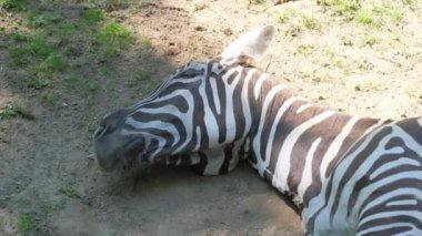Yetişkin bir zebra, tarlanın ortasında kuru zeminde uyur. Afrika savanası, Güney Afrika. Hayvanlar vahşi doğada dinlenir..