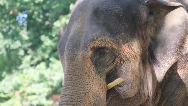 Primer Plano Cara Elefante Africano Alterado Animales Cautiverio — Vídeos de Stock
