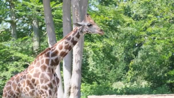Een Prachtige Giraffe Kijkt Naar Camera Tegen Achtergrond Van Groene — Stockvideo