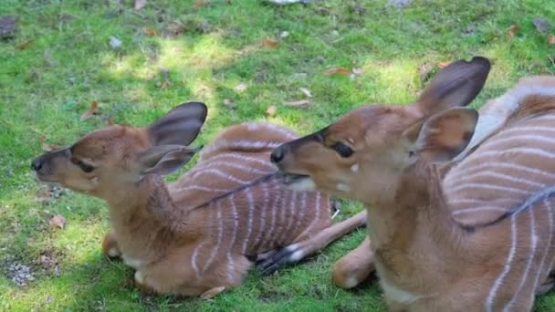 Ciervos Corzo Descansan Sobre Hierba Verde Animal Salvaje Con Piel — Vídeo de stock