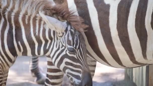 Närbild Baby Zebra Som Står Bredvid Sin Mamma Zebra Familjen — Stockvideo