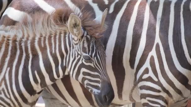 Närbild Zebra Och Hennes Barn Som Står Öknen Afrikas Vilda — Stockvideo