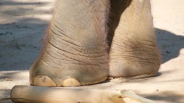 大人の象の足を閉じる プロトシスの順序の哺乳類の家族 捕獲された動物 — ストック動画