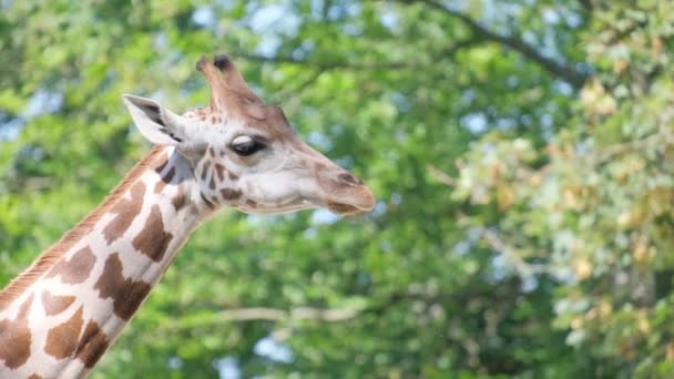 Close Giraffe Looking Camera Background Green Trees Wild Animals Nature — Stock Video