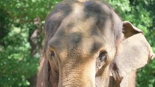 Primer Plano Elefante Viejo Sobre Fondo Árboles Verdes Animales Salvajes — Vídeos de Stock