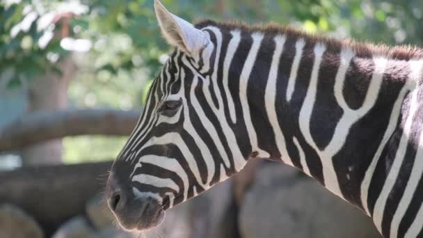 Close African Zebra Wild Animal Non Taxonomic Group Horses — Stock Video