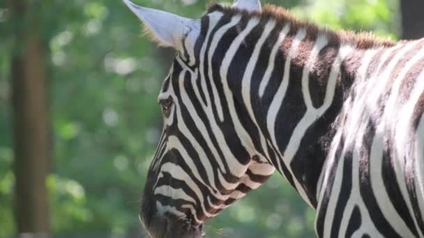 Giovane Primo Piano Zebra Savana Africana Sudafrica Animali Selvatici — Video Stock