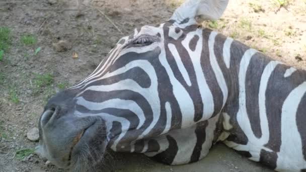 非洲斑马睡在旱地上 野生动物是一组非分类学的马 — 图库视频影像