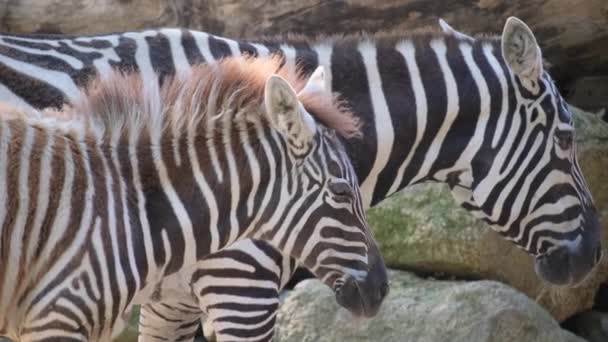 Primo Piano Ritratto Della Madre Zebra Con Suo Puledro Savana — Video Stock